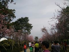 -天适樱花悠乐园