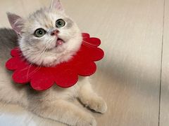 -御宝贝·A梦猫科宠物医院(国际猫友好医院)