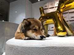 -柴务处·柴犬主题狗咖