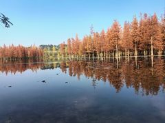 -白鹭湾湿地公园