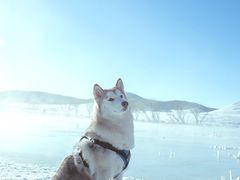 -超宠爱宠物摄影-Super pet