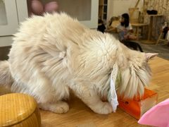 -楼上猫咖(罗湖店)