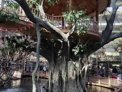 -南宫五洲植物乐园