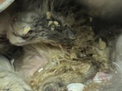 -中农大我爱我爱24h动物医院·中医针灸·猫专科·骨科医疗中心(双井店)