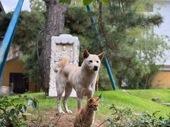 -龙华素斋(龙华路店)