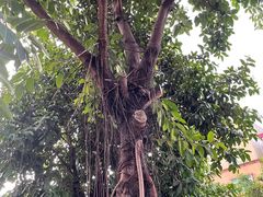 -恒兴发茶店(水巷口店)