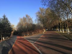 -大兴滨河森林公园