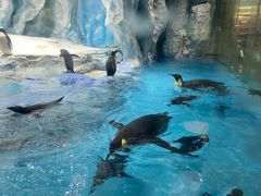 -帝企鹅自助餐厅•儿童岛•真企鹅(长隆企鹅酒店)