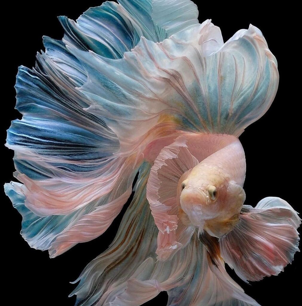 泰国斗鱼体长7—8厘米,体色鲜艳美丽,色