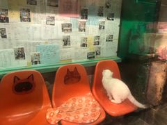 -猫咪博物馆(顶澳仔猫街店)