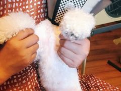 -爱侣宠医·鹦鹉专科·小型哺乳类·异宠专科(灵石路店)