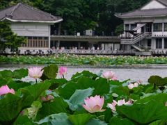 -荔湾湖公园