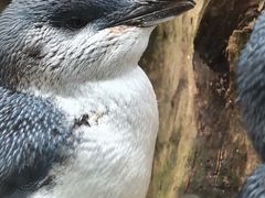 -费瑟代尔野生动物园