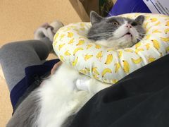 -芭比堂宠物医院·全科爱猫医院·仁德分院