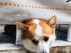 -小梁哥云吞面(黄贝岭店)