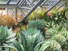 -深圳仙湖植物园