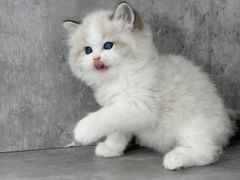 -小猫来了·猫舍(红山六九七九店)