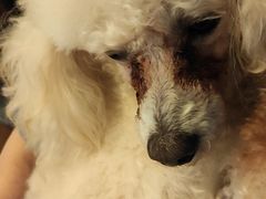 -柯斗斗主题餐厅·狗咖·围炉煮茶·茶饮(国瑞升平里店)