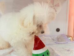 -翊宠yipet猫狗购宠庄园犬舍•猫舍