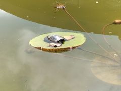 -昆明植物园