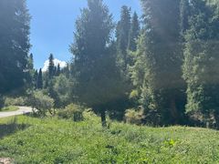 -马白开来特色羊排揪片子  (总店)