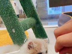 -babydoll猫舍·米努特·德文·缅因(久光中心店)