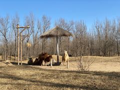 -北京野生动物园