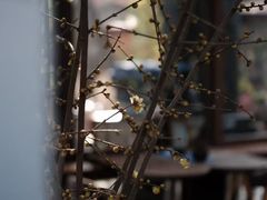 -扫雪煮茶(西村店)