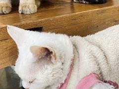 -猫小院猫主题餐厅(南锣旗舰店)