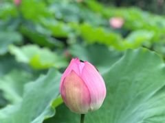 -陈家山荷花公园