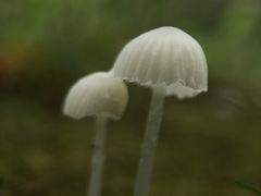-香雪海