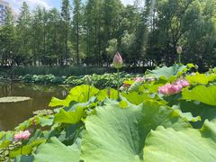 -陈家山荷花公园