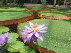 -国家植物园南园