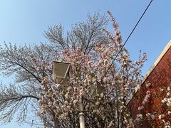 -西青郊野公园