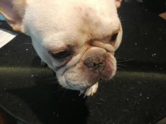 -more than meow吴止猫主题餐厅(承德 中船汇店)