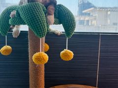 -momokira米努特·德文卷毛猫·棉花面纱犬