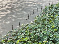 -湖畔居茶楼(湖滨店)