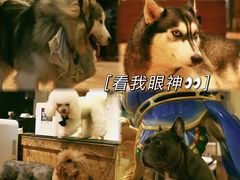 -more than meow吴止猫主题餐厅(承德 中船汇店)