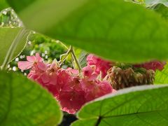 -呀路古热带植物园