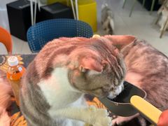 -平行世界·猫咖(首经贸店)
