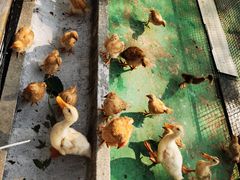 -前小桔亲子创意农场·草莓采摘·露营烧烤