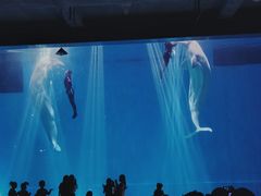 -芜湖新华联大白鲸海洋公园