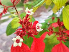 -中国科学院西双版纳热带植物园