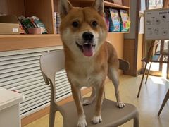 -瑞派宠物医院·中兽医专科(中央商城分院)