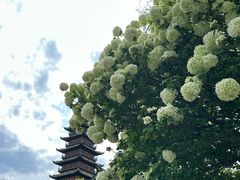 -常熟方塔园