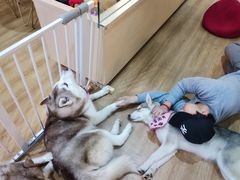 -Husky Go! 哈士奇体验馆·宠物咖啡厅狗咖