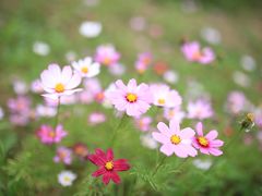 -桤木河湿地公园