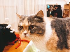 -藦茜花园宠物主题亲子互动体验馆(国顺东路店)