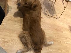 -Pets First伊珊娜洗护·精致美容·家庭式寄养(新会路店)
