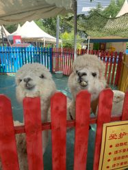 -萌宠亲子动物乐园(槐房万达店)